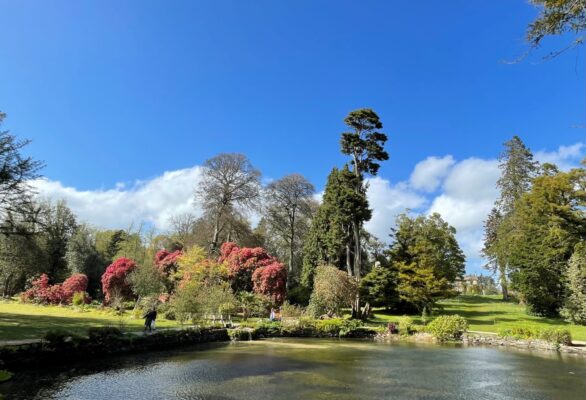Irish Country House Garden Series: In conversation with Seamus O’Brien, Kilmacurragh, Co. Wicklow